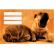 Etikete za zvezke ANIMALS CUTE 10/1 - Image 11